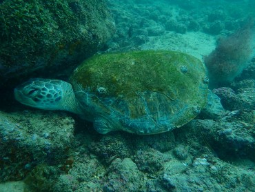 Andy cache sa tête sous un rocher.