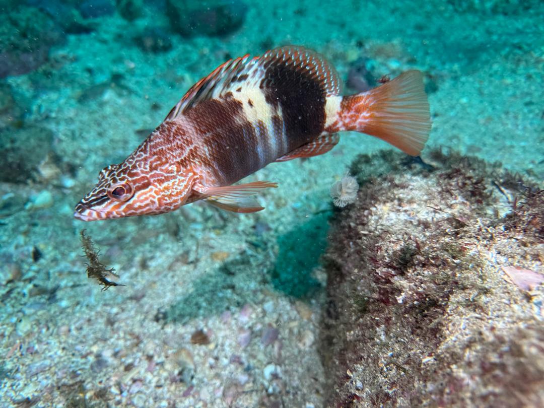 Serran Ecriture Nautilus Diving Center Dakar Sénégal