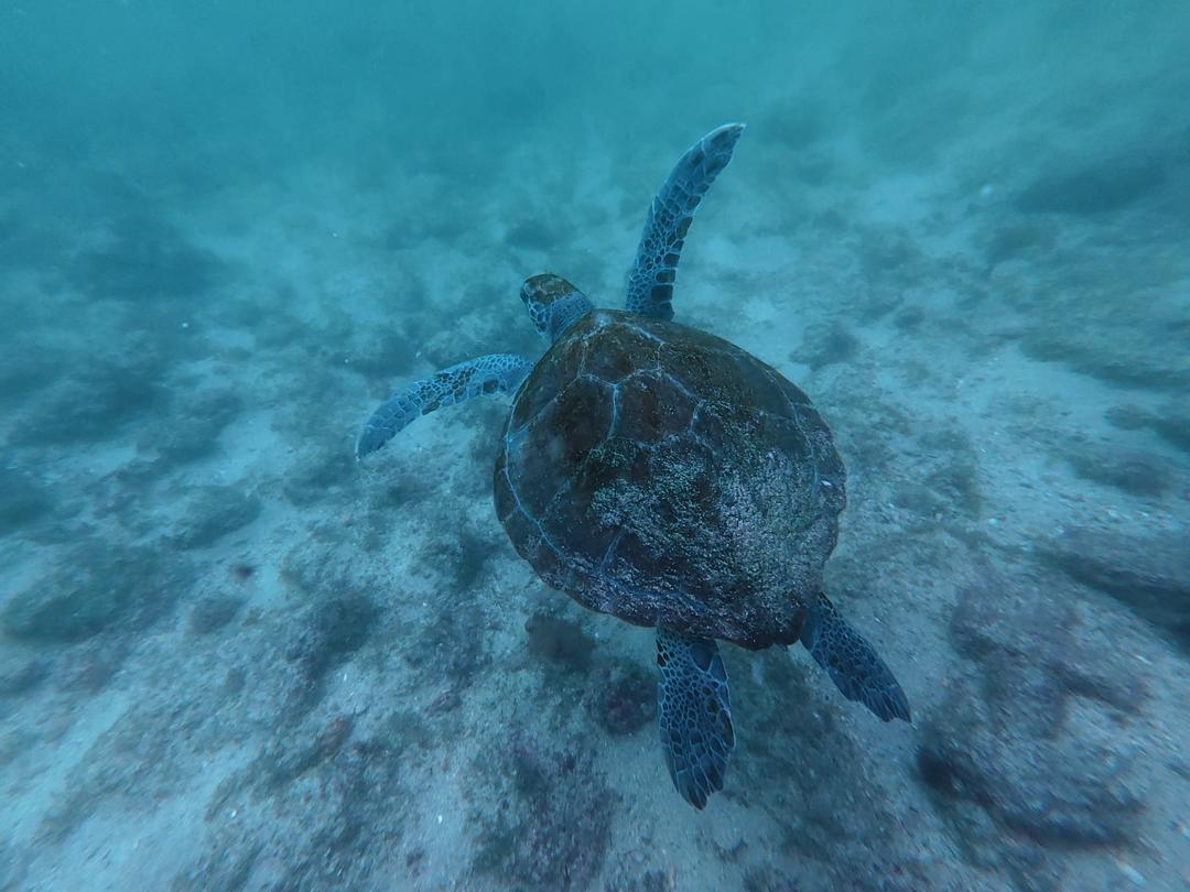 Tortue Verte Baie N'Gor 2026 mai