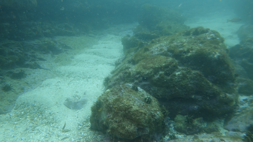 2026 03 29 Congoli 3