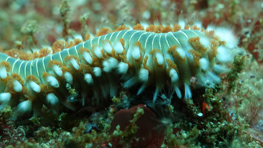 2026 03 29 Ver de Feu (zoom)