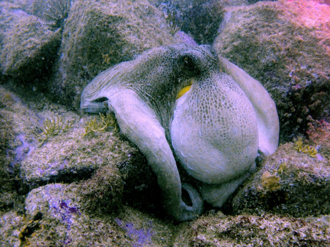 Nautilus - Poulpe aux Madeleines