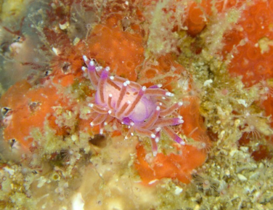 Nudibranch ?