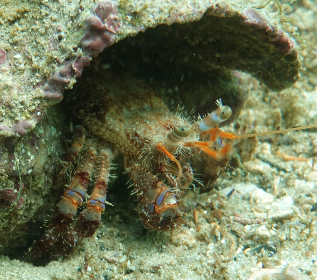Bernard l'Ermite