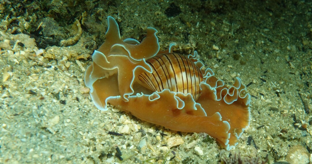 Hydatina Physis