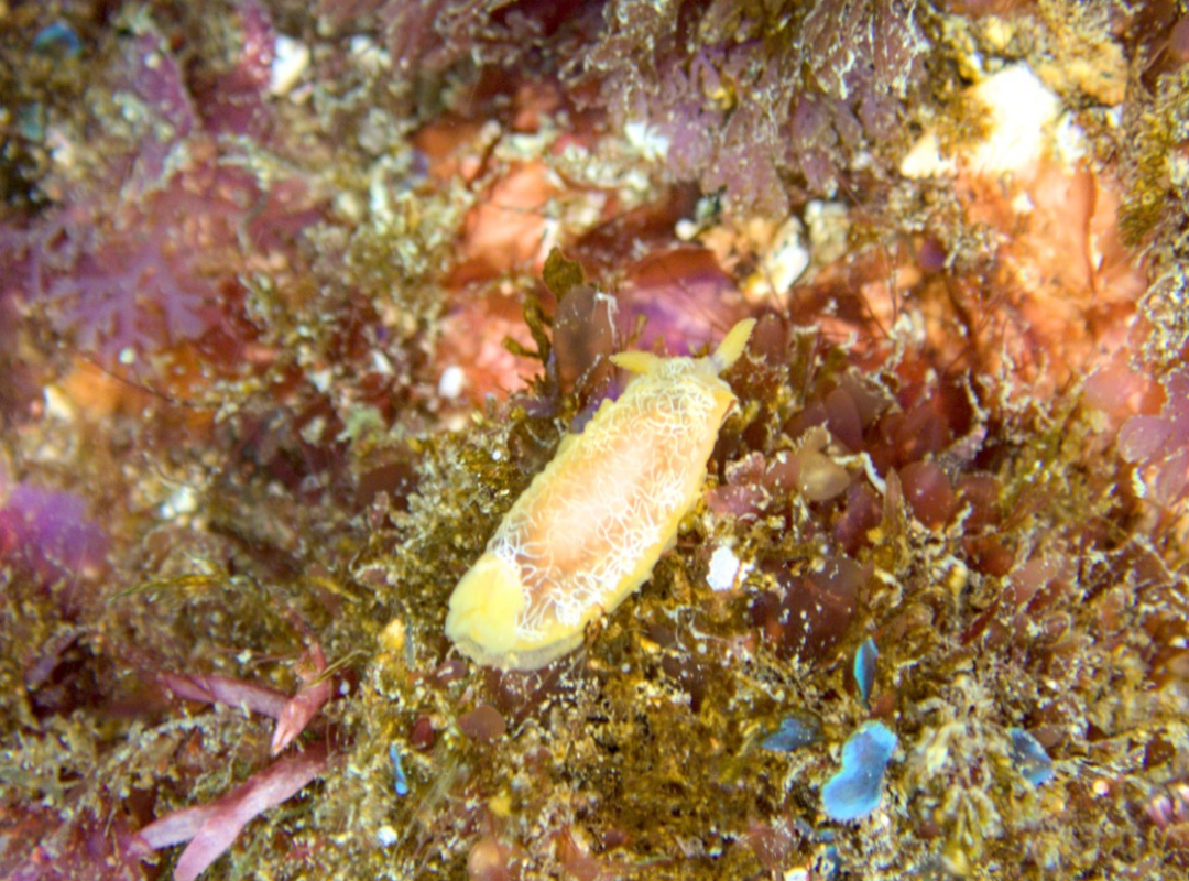 Nudybranch