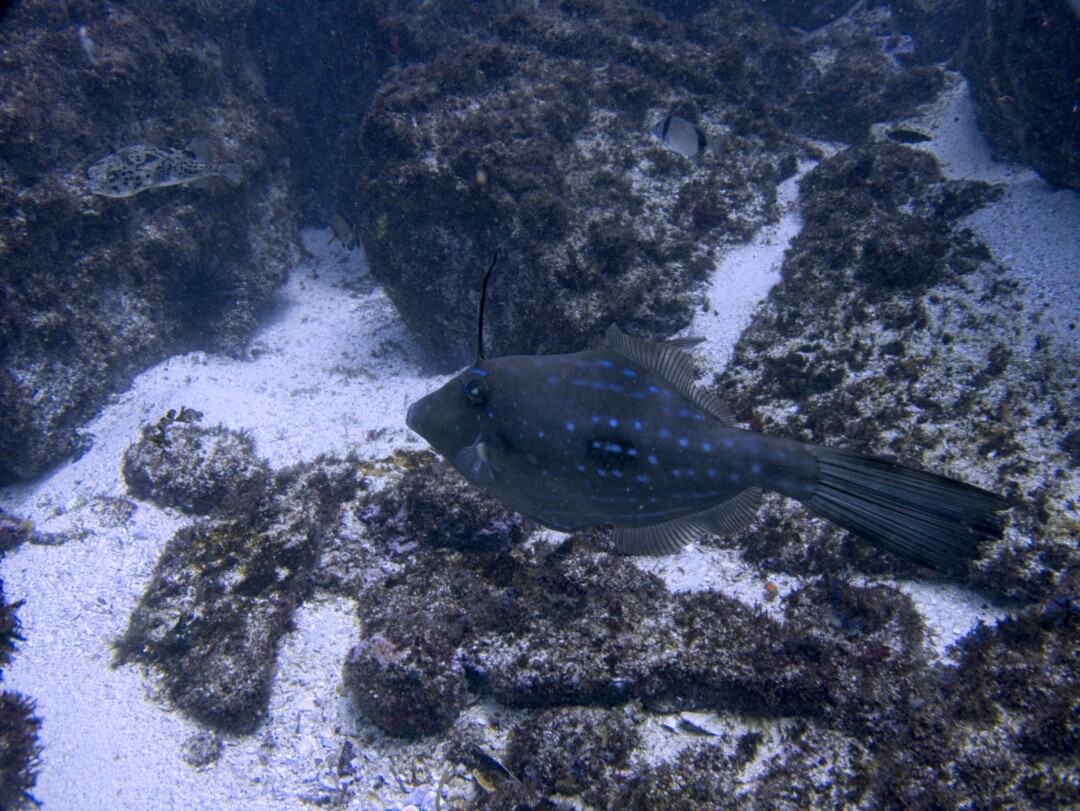 Poisson Bourse - Madeleines - Nautilus Diving Dakar
