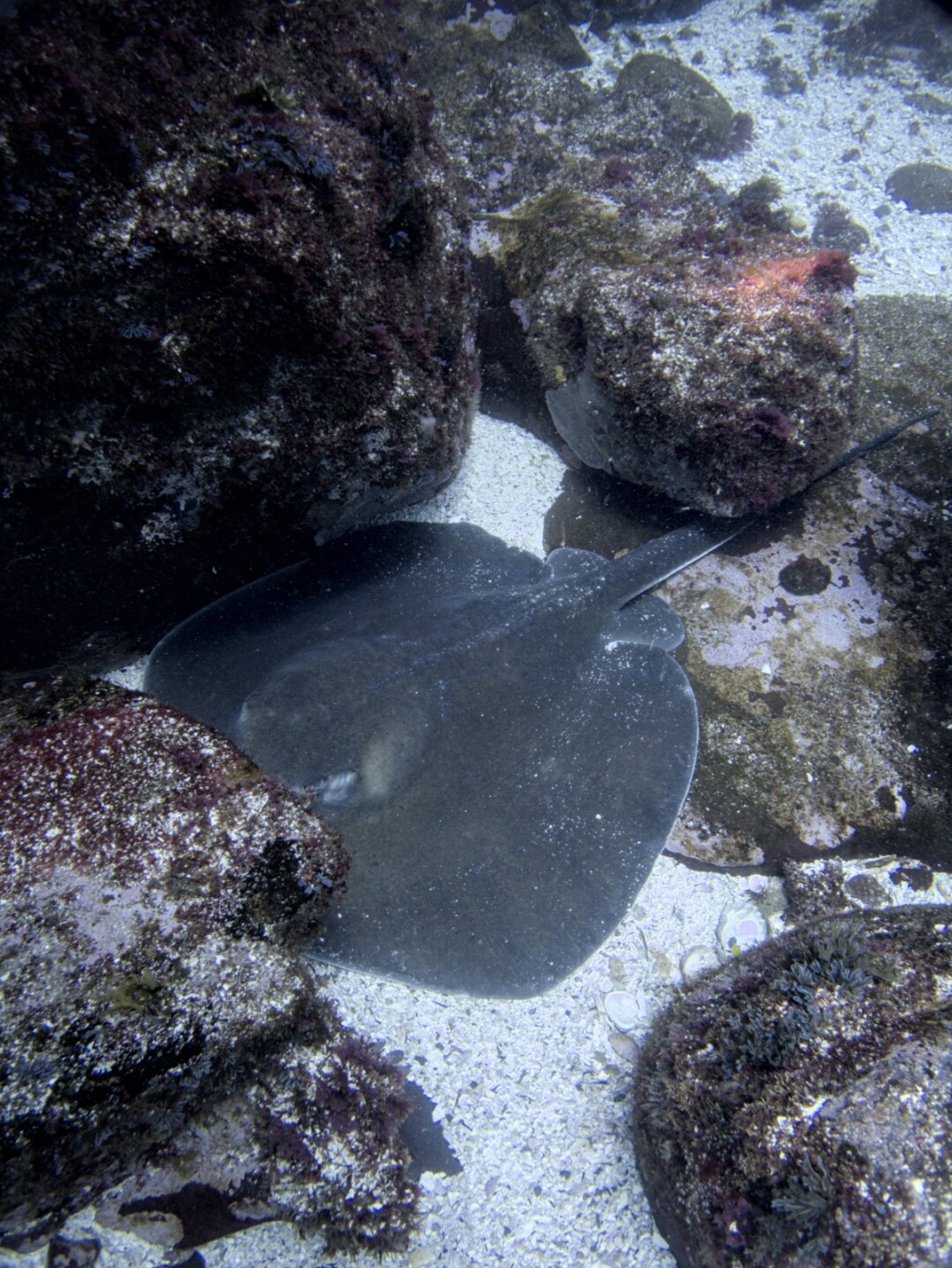 Raie pastenague - Madeleines - Nautilus Diving Dakar