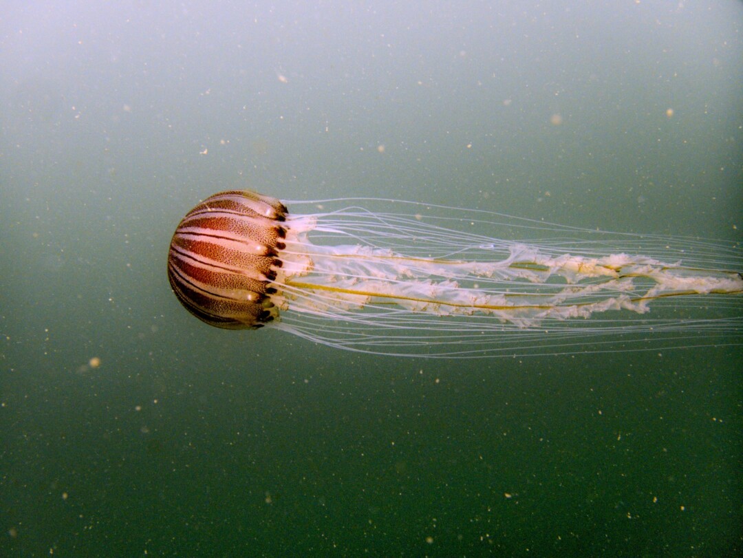 Nautilus Méduse N'Gor
