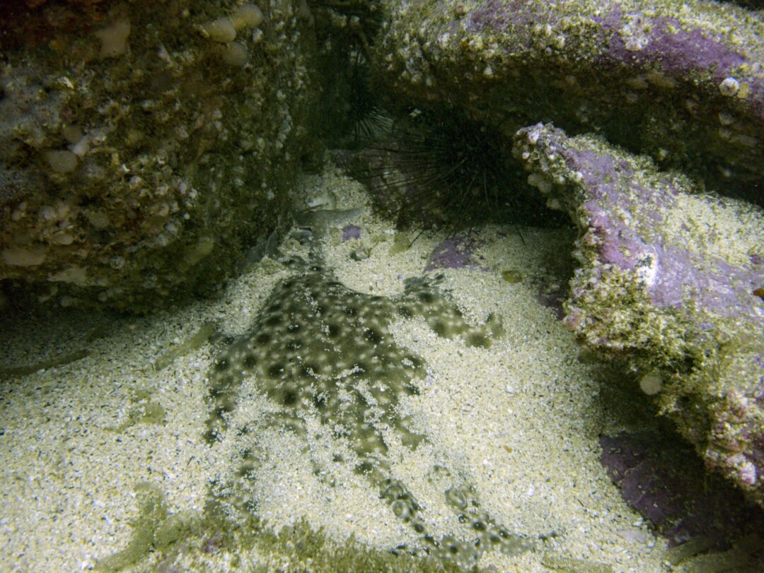 Rai tigrée camouflée