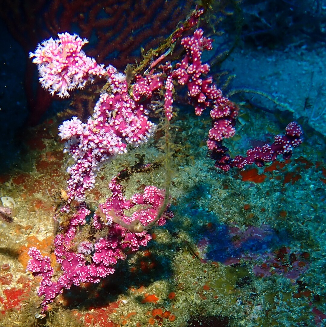 Les fleurs de Tiouriba
