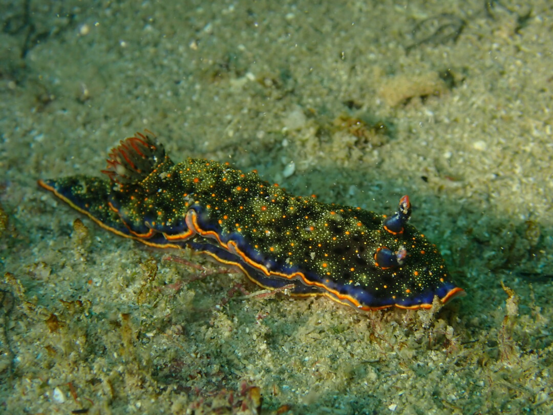 Felimida Ghanensis