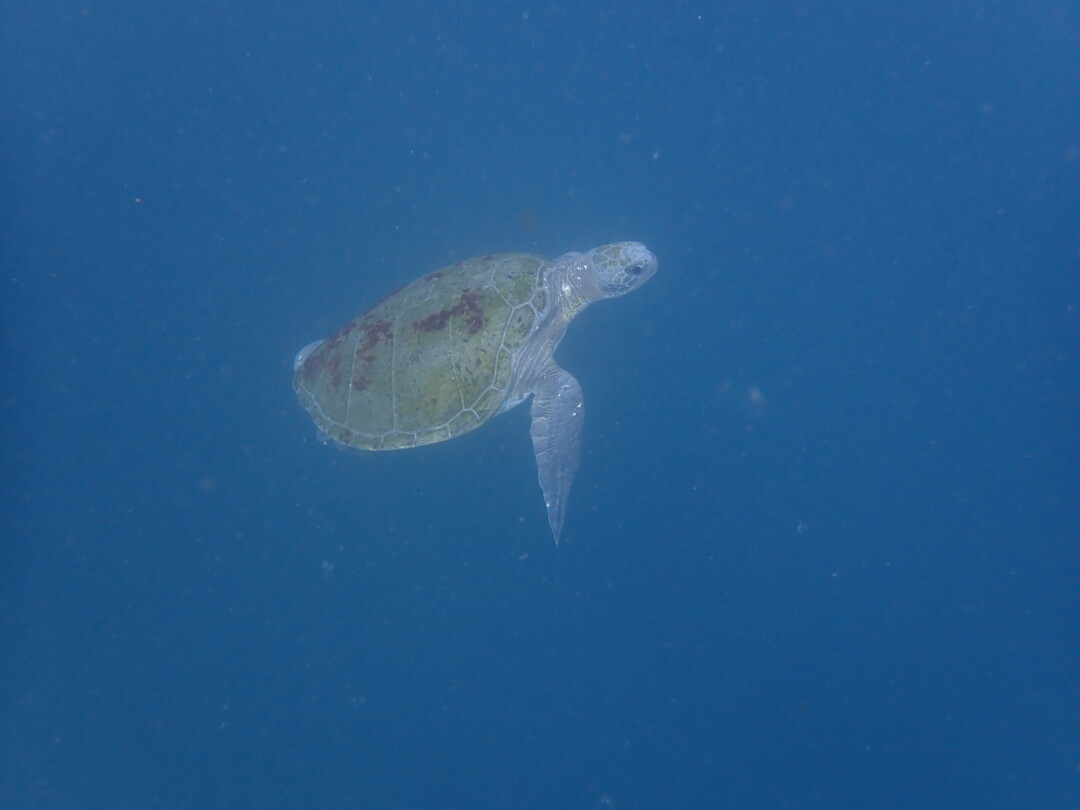 P7140153